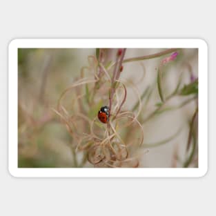 Ladybird Sticker